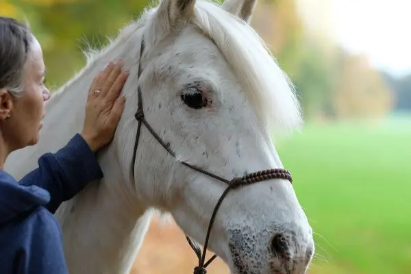 Bronchoskopie Pferd - Untersuchung der Atemwege