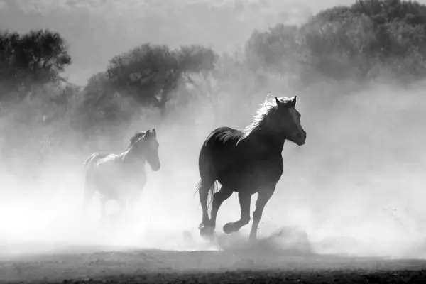 Lungensport Pferd Inhalieren
