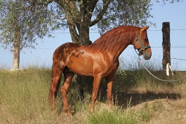 Aminosäuren Pferd